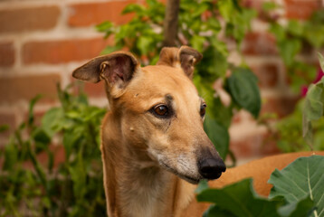 Portrait of a beige galgo dog