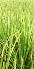 Rice plants are paddy fields