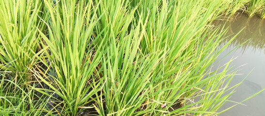 Rice plants are paddy fields
