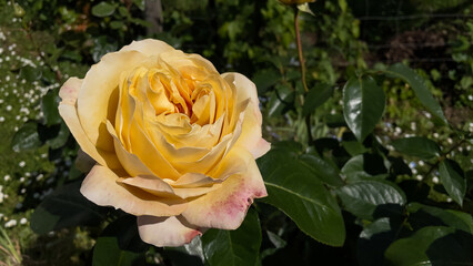 Yellow rose in garden - Stock Photo