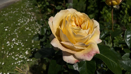 Yellow rose with water drops in the garden