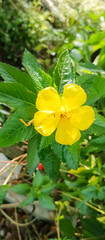 Turnera ulmifolia Plant
