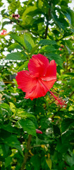 Hibiscus flower plant