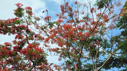 Flamboyant flowers blooming and high school at Can Tho city, Vietnam known as Royal poinciana or Mohur tree.
