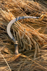 Naklejka premium ears wheat and old sickle on field, natural background. Wheat field harvest and ripe wheat straws. harvesting and agriculture concept. top view