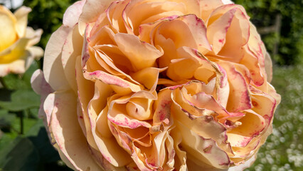 Close up of a big rose in the garden
