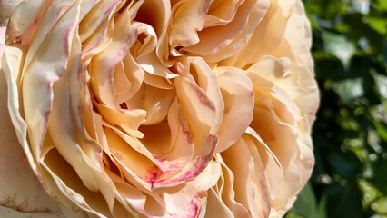Close up of Peach color Rose