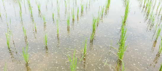 Rice plants are paddy fields