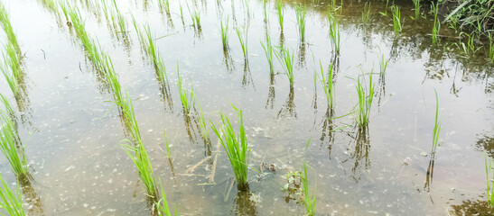 Rice plants are paddy fields