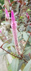 Cock's comb Plant