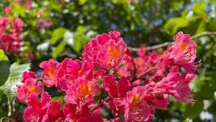 Pink flowers of chestnut tree - Stock Photo