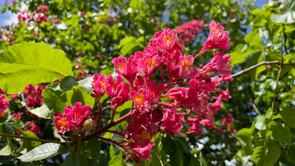 Pink flowers of chestnut tree in the garden