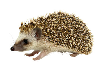 Obraz premium Cute Hedgehog Walking on Di-Cut PNG style
