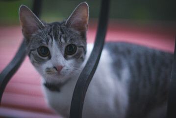 cute kitty 