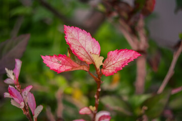  Photo Of Pink Leaves In The Garden