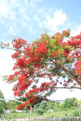 Close up of flamboyant tree blooming in sunny day at Mekong Delta Vietnam kwon as Royal poinciana or Mohur tree.