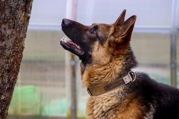 german shepherd dog