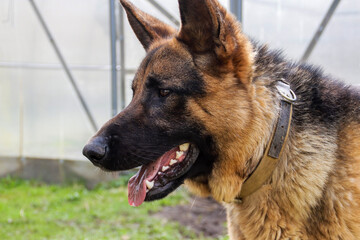 german shepherd portrait