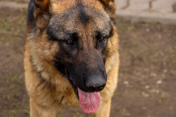 portrait of shepherd