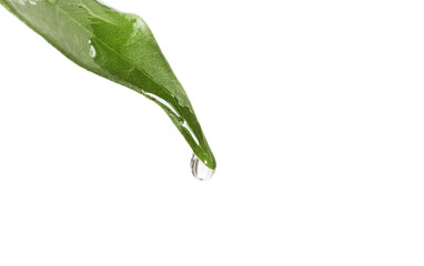 macro drop of water on a beautiful leaf on a white background.