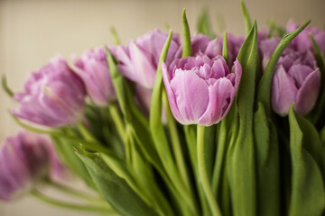 bouquet of lilac tulips on a gray background
