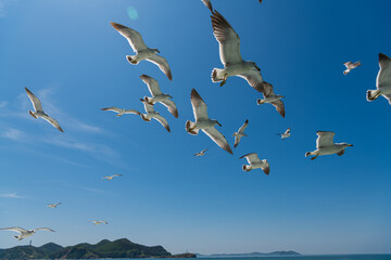 Flock of seagulls following ship at sea