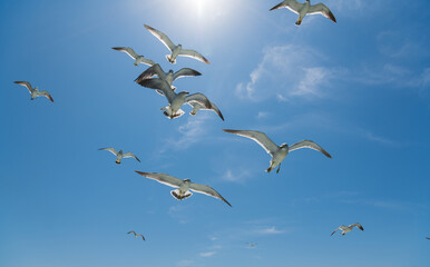 Flock of seagulls following ship at sea