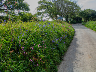 Rural Cornish Lane in Spring Bloom.