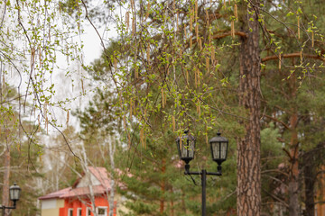 Spring. Focus on flowering birch branches on the blurred green background of their coniferous trees. Birch catkins against the background of an orange house. Pollen allergy concept