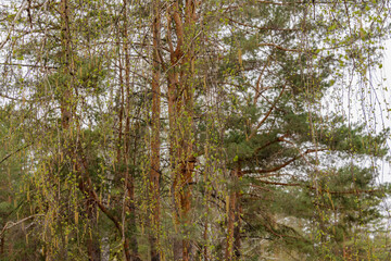 Spring. Focus on flowering birch branches on the blurred green background of their coniferous trees. Pollen allergy concept