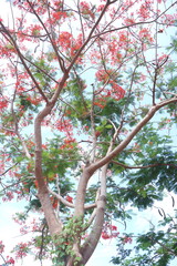 Flamboyant flowers blooming and high school at Can Tho city, Vietnam known as Royal poinciana or Mohur tree.