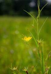 flower on the grass