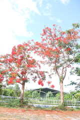 Naklejka premium Flamboyant flowers blooming and high school at Can Tho city, Vietnam known as Royal poinciana or Mohur tree.