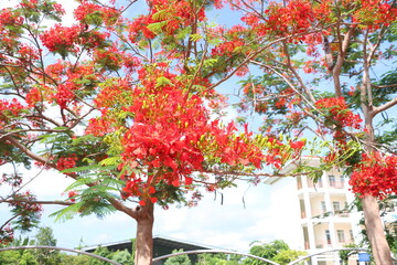 Close up of flamboyant blooming in sunny day at Mekong Delta Vietnam known  as Royal poinciana or Mohur tree.