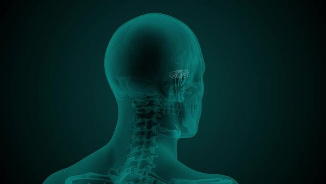 X-ray image of the head of a man with visible paranasal Ethmoid air cells. Anatomically correct 3d animation on dark background