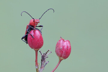 A longhorned beetle of the species Euryphagus lundii is foraging on bird's eye bush flowers. The...