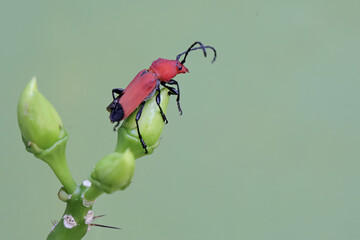 A longhorned beetle of the species Euryphagus lundii is foraging on wax rose flower buds. The...