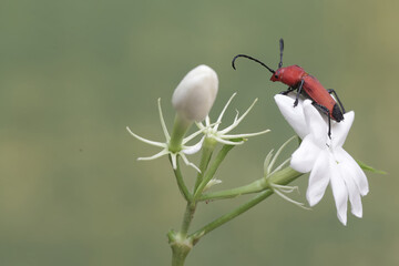 A longhorned beetle of the species Euryphagus lundii is foraging on jasmine flowers. The larvae of...