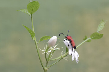 A longhorned beetle of the species Euryphagus lundii is foraging on jasmine flowers. The larvae of...
