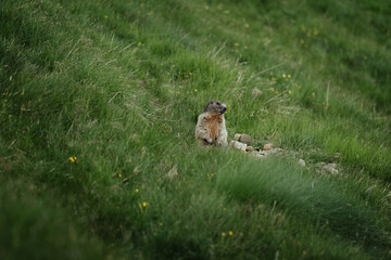 A marmot in the green hills of Orobie Alps, Northern Italy