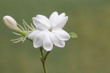The beauty of jasmine flowers in full bloom. This pure white, fragrant flower has the scientific...