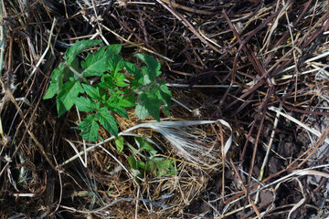 Tomato seedlings on mulched soil close-up, top view. Mulch as an excellent method of cultivation, farming, gardening, vegetable growing