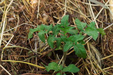 Tomato seedlings on mulched soil close-up, top view. Mulch as an excellent method of cultivation, farming, gardening, vegetable growing