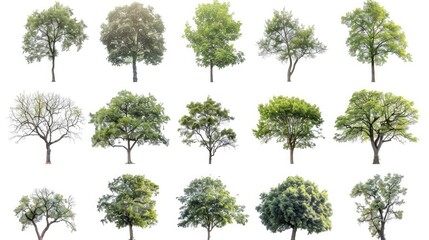 Nature's Array: Collection of various trees isolated against a white backdrop.