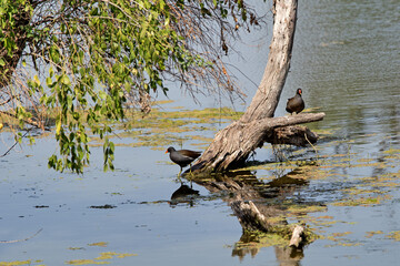 Bharatpur, India: Keoladeo National Park. The Bharatpur Bird Sanctuary is a world-famous bird and wildlife sanctuary. 