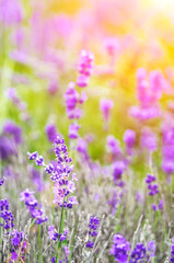 Beautiful summer blooming lavender, bright sunny day, sun rays, flowers close-up