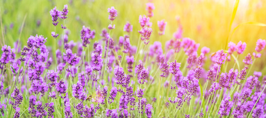 Beautiful summer blooming lavender, bright sunny day, sun rays, flowers close-up