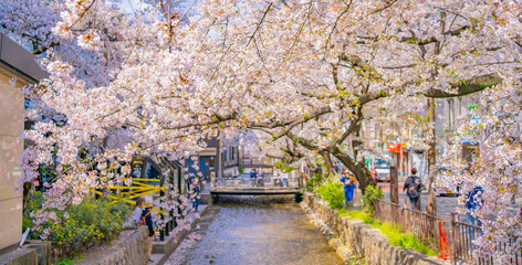 Kyoto, Japan. Cherry blossom trees along the Takase River