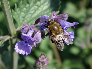 Narcissus bulb fly (Merodon equestris), also known as greater bulb fly or large bulb fly, female feeding on catmint flowers
