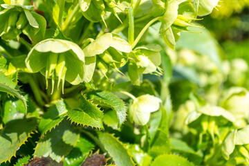 Mediterranean Spurge, Euphorbia characias wulfenii green flowers in natural sun light, spring...